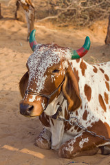 Wall Mural - Cow, Pushkar , India .