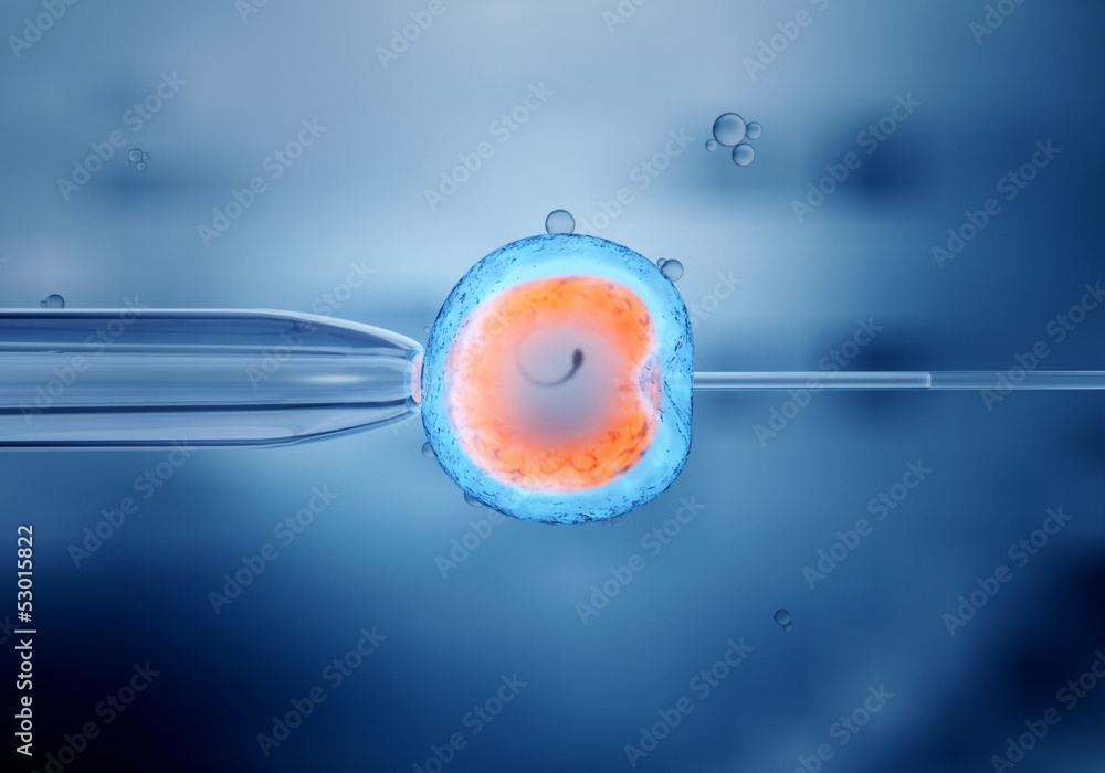 Künstliche Befruchtung einer Eizelle -  In-vitro-Fertilisation - obrazy, fototapety, plakaty 