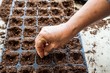Sowing watermelon seed on tray