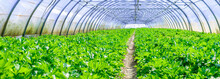 Inside View Of An Greenhouse Where Grows Celery
