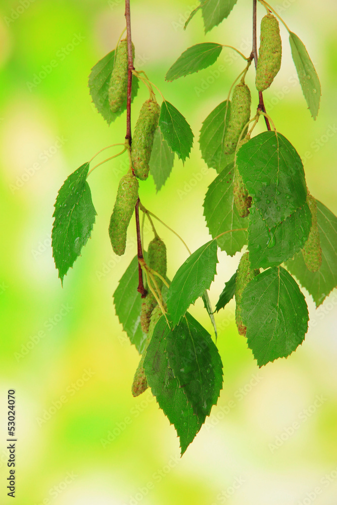 Green birch leaves, on green background