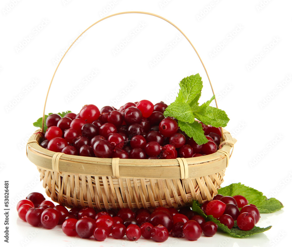 Ripe red cranberries in basket, isolated on white.