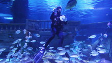 Diver In Oceanarium Feeding Fish