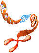 DNA chromosome