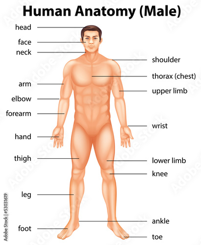 Obraz w ramie Human body parts