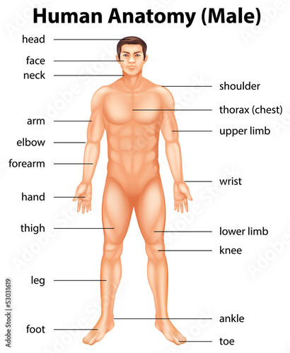 Naklejka dekoracyjna Human body parts