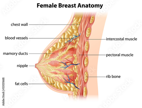 Naklejka na drzwi Female Breast Anatomy