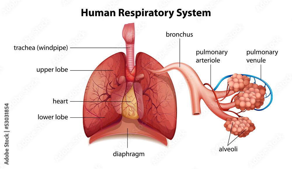 Human respiratory system - obrazy, fototapety, plakaty 