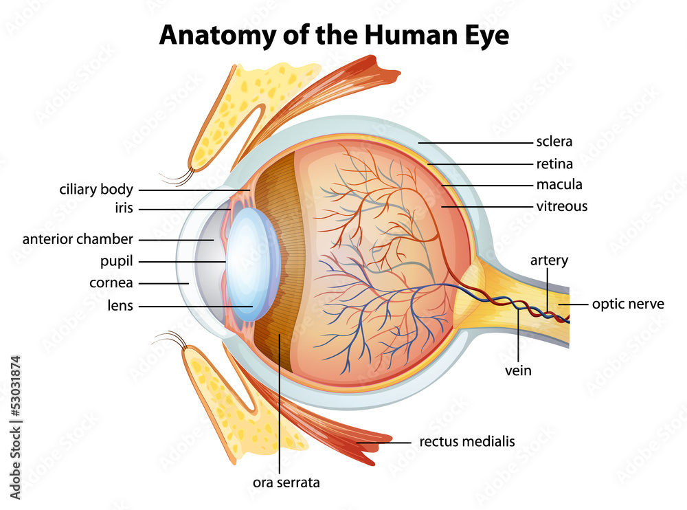 Human eye anatomy - obrazy, fototapety, plakaty 