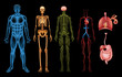 © blueringmedia - Human body systems