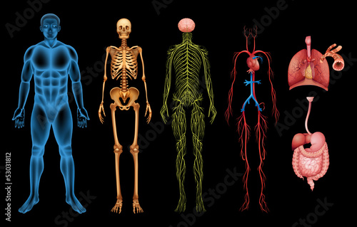 Obraz w ramie Human body systems