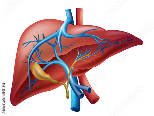 Naklejka na drzwi Internal liver