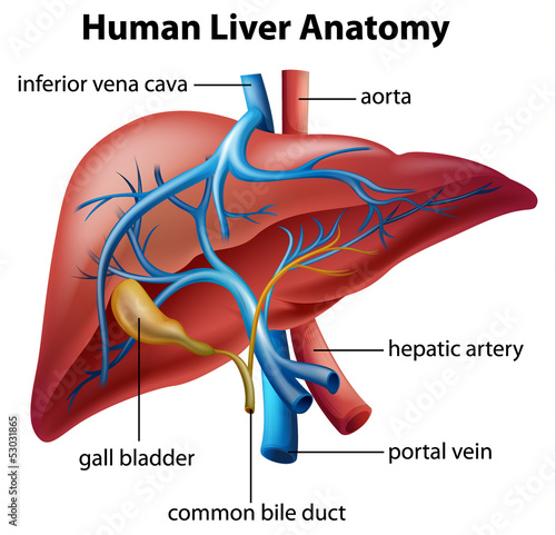 Fototapeta na wymiar Human Liver Anatomy