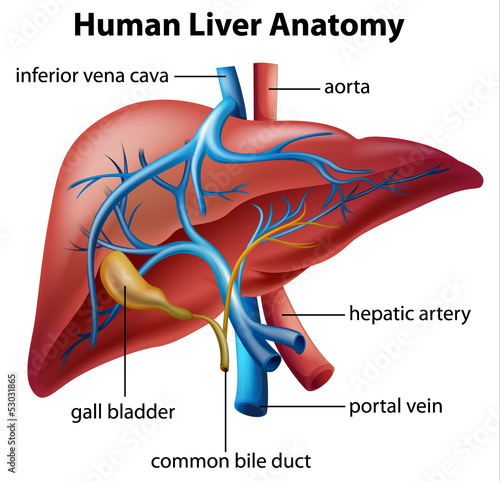 Naklejka - mata magnetyczna na lodówkę Human Liver Anatomy