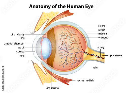 Naklejka - mata magnetyczna na lodówkę Human eye anatomy