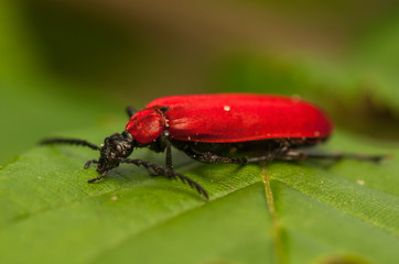 Poster - Pyrochroa coccinea