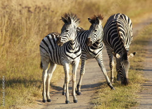 Board z aluminiowym obramowaniem Młoda zebra
