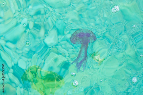Tapeta ścienna Purpurowa pokrzywa jellyfish