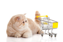 Persian Exotic Cat Isolated With Shopping Trolly