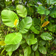 Die Blätter eines wilden Gummibaums in den Tropen