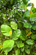 Die Blätter eines wilden Gummibaums in den Tropen
