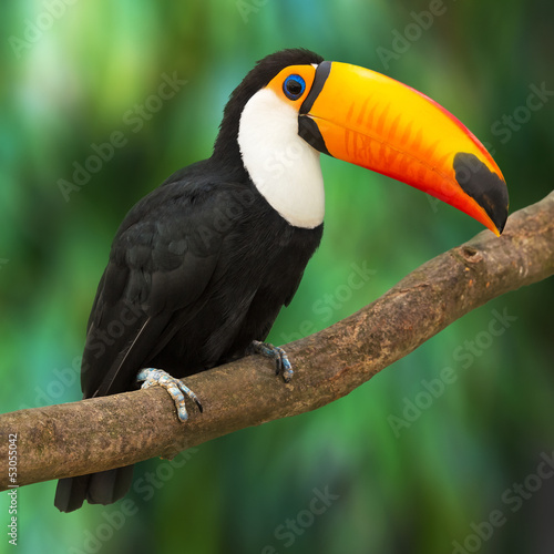 Naklejka dekoracyjna Toucan