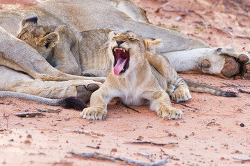 Wall Mural - Lioness female with cubs