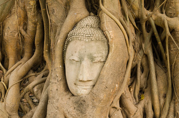 Head of Sandstone Buddha in The Tree Roots at Wat Mahathat, Ayut