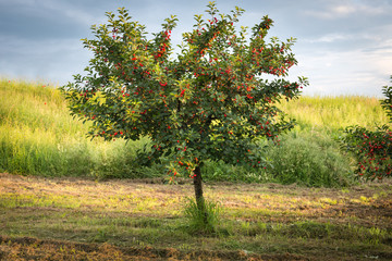 Wall Mural - cherries on orchard tree