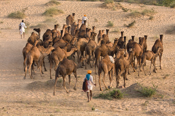 Wall Mural - Pushkar Fair ( Pushkar Camel Mela ) Rajasthan, India