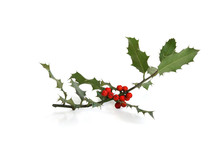Holly Sprig Isolated Against White Background