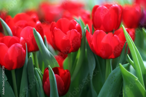 Plakat na papierze fotorealistycznym Tulipany