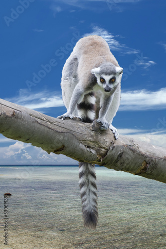 Obraz na płótnie canvas czteroczęściowy "tetraptyk" Pojedyncze lemur małpa na tle Madagaskaru