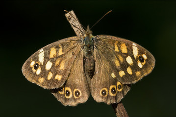 Wall Mural - rear of wild brown grey orange butterfly