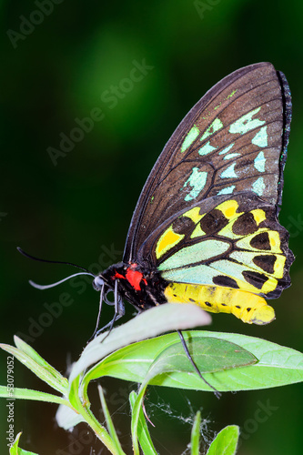 Tapeta ścienna Farfalla maschio cairns birdwing - ornithoptera euphorion