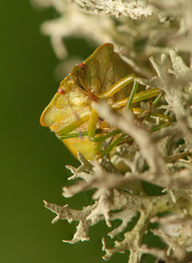 Canvas Print - Palomena prasina