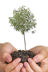Wall Mural - tree in hands