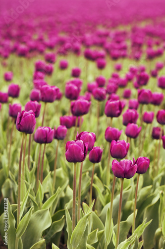 Plakat na papierze fotorealistycznym Tulipany