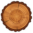 Cross section of tree stump, vector Eps10 illustration.