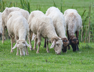 Canvas Print - sheep herd