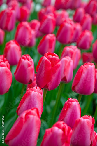 Plakat na papierze fotorealistycznym Tulipany