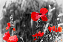 Poppy - For Remembrance Day