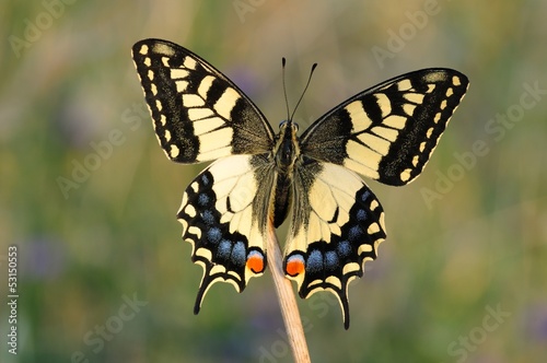 Tapeta ścienna Swallowtail motyl