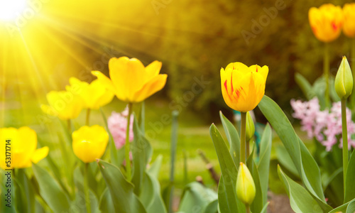 Plakat na papierze fotorealistycznym Słońce i tulipany
