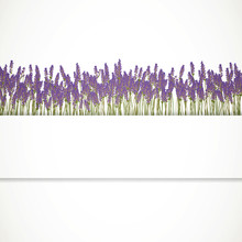 Vector Illustration Of A Lavender Background