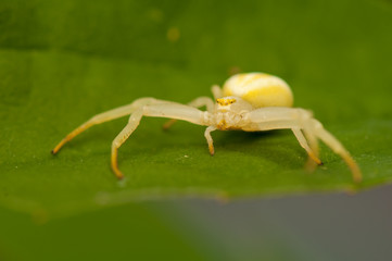 Poster - Misumena vatia