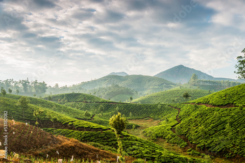 Obraz w ramie Tea plantations
