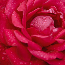 Macro Shot Of Beautiful Red Rose Flower With Water Drops