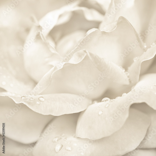 Fototapeta na wymiar Abstract macro shot of beautiful cream rose flower with drops