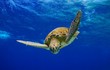 Green Sea Turtle descending into the blue